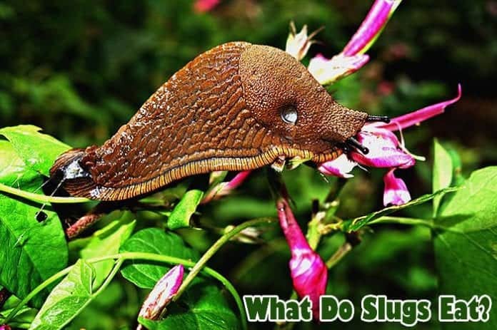 What do slugs eat?