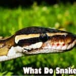 what do snakes eat?