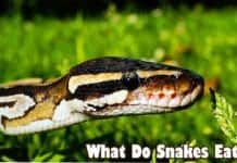 what do snakes eat?