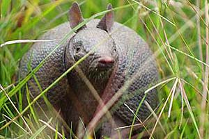 what do southern long-nosed armadillos eat?