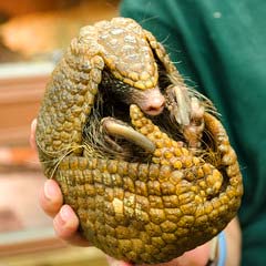 what do southern three-banded armadillos eat?