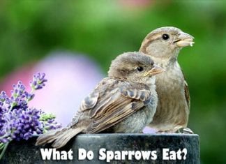 What Do Sparrows Eat?