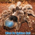 What do spiders eat?