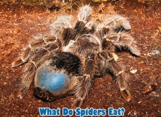 What do spiders eat?