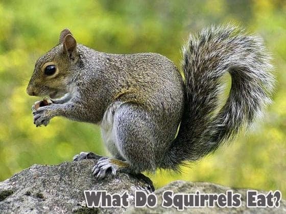 What Do Squirrels Eat? | Squirrels Diet By Types | What Eats Squirrels?