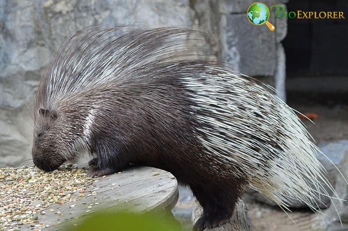 What Do Sumatran Porcupines Eat?