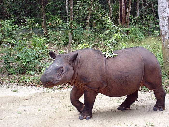 What do Sumatran rhinos eat?