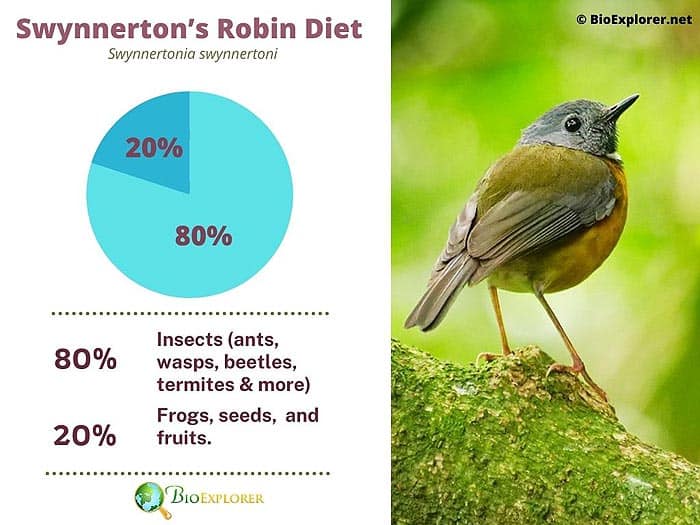 What Do Swynnertons Robins Eat?