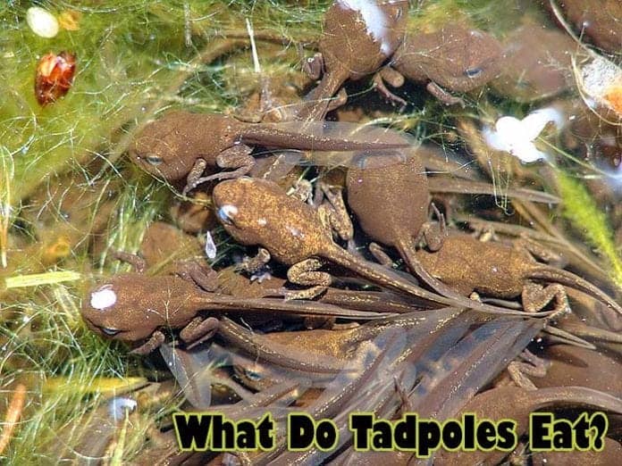 What Do Tadpoles Eat?, Tadpoles Diet By Types