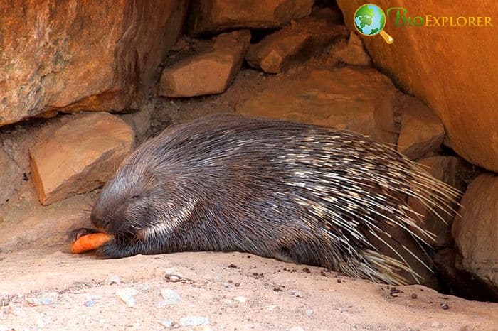 What Do Thick-Spined Porcupines Eat?
