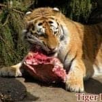 what do tigers eat?