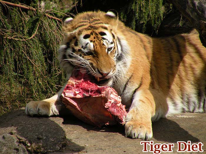 tiger eating deer