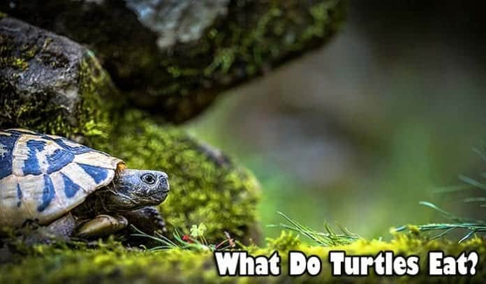 What Do Turtles Eat Turtle Diet By Types 