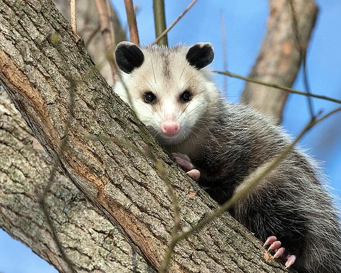 What do Virginia Opossums eat?