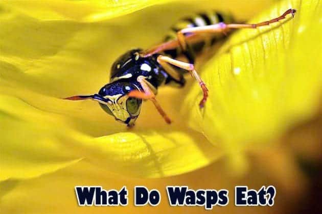 What Do Wasp Eat? | Wasps Diet By Types | What Eats Wasps?