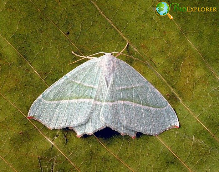 What Do Wavy-Lined Emerald Moths Eat?