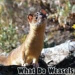What do weasels eat?