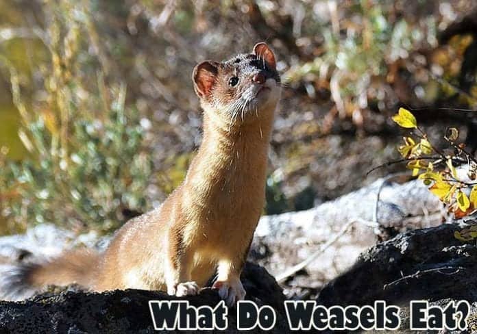 What do weasels eat?