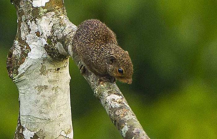 What do Western palm squirrels eat?
