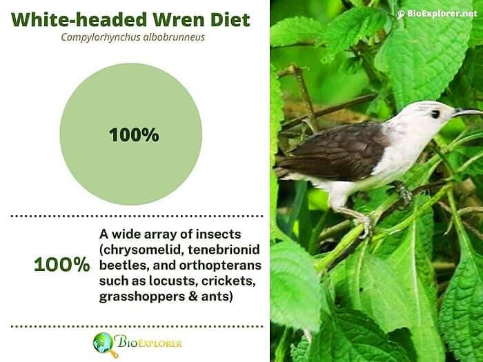 What Do White Headed Wrens Eat?