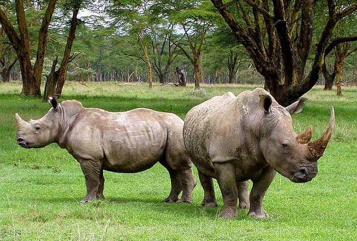What do white rhinos eat?