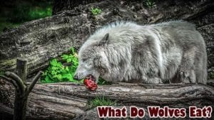 What Do Wolves Eat? | Wolves Diet By Types | What Eats Wolves?