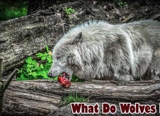 What do wolves eat?