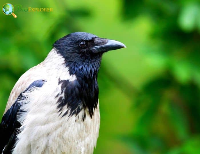 what does a hooded crow look like?
