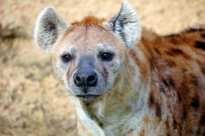 What eats baby rhinos? Hyena