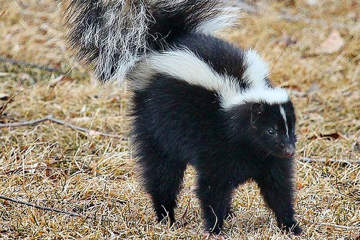 What Eats Bees? Skunks