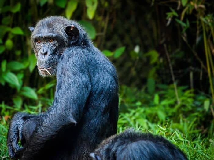 What Eats Olive Colobus Monkeys Chimpanzees?
