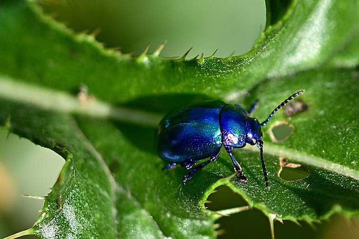What eats slugs? Beetles
