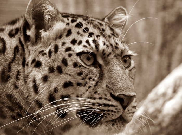 What Eats Tana River Mangabeys Leopards?