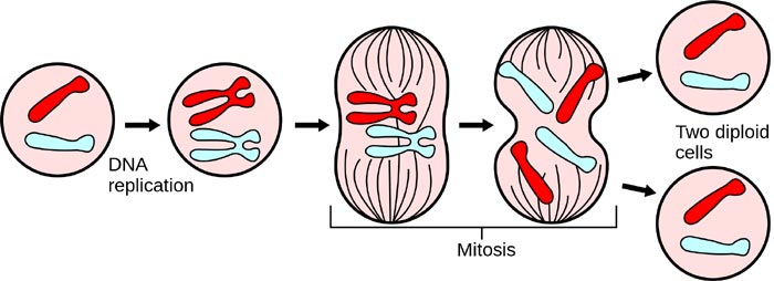 4 steps of mitosis