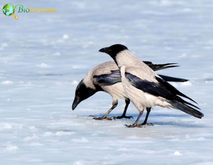 What's the difference between a crow and a hooded crow?