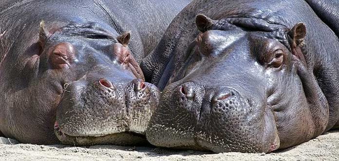What Do Hippos Eat Hippos Diet By Types What Eats Hippos 