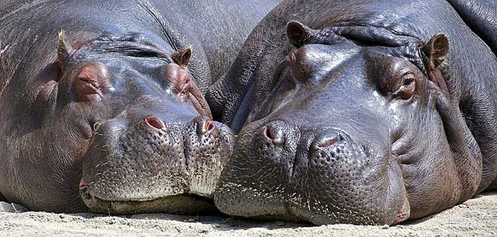 When do hippos eat?