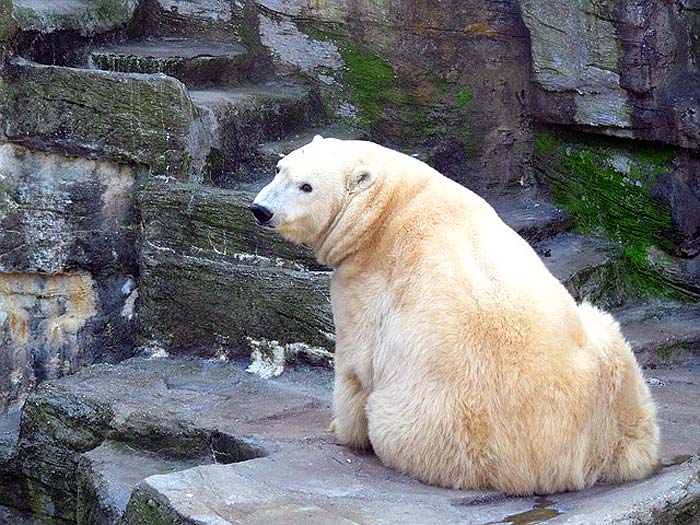 when  do polar bears eat?