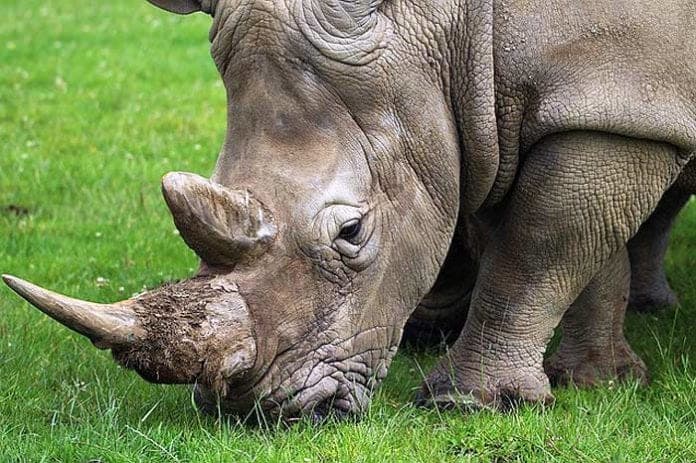 What Do Rhinos Eat? | Rhinos Diet By Types | What Eats Rhinos?