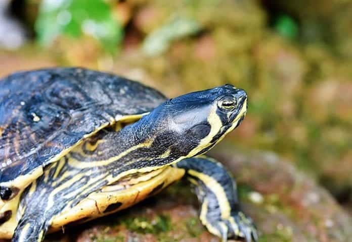 What Do Turtles Eat? | Turtle Diet By Types | What Eats Turtles?