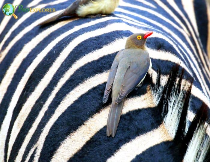 where are red-billed oxpecker found?