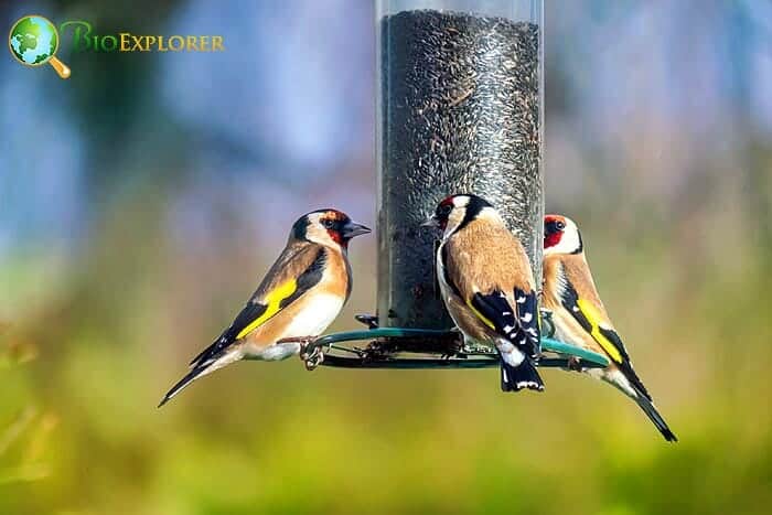 Which Particular Food Do Goldfinches Love