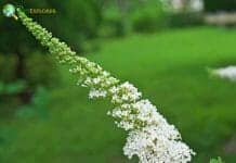 White Buddleia Flowers