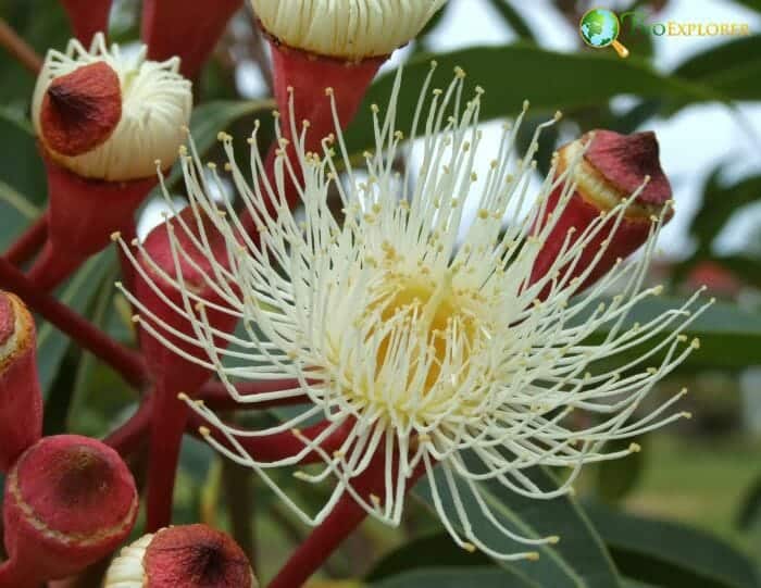 White Eucalyptus Flower