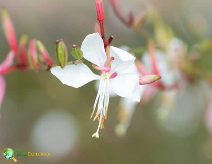 White Gaura Flowers