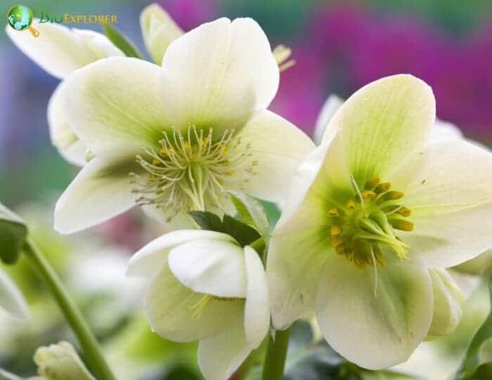 White Hellebore Flowers