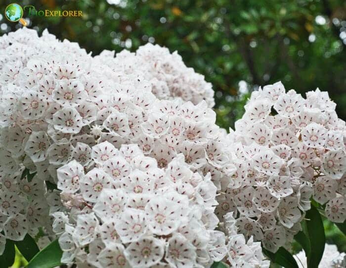 White Kalmia Flowers