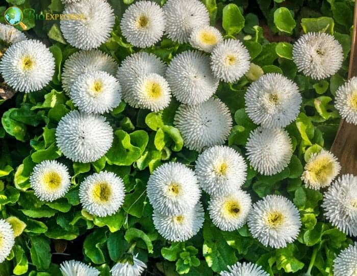 White Matsumoto Flowers