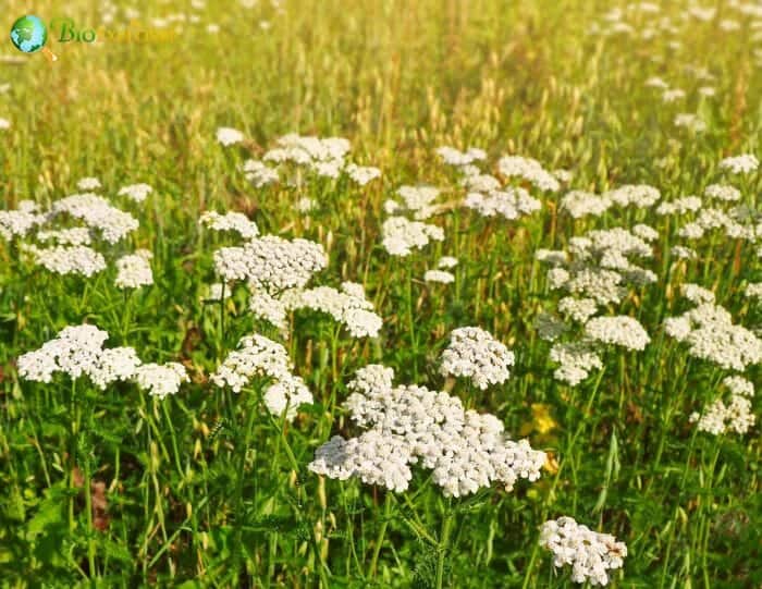 White Milfoil Flowers