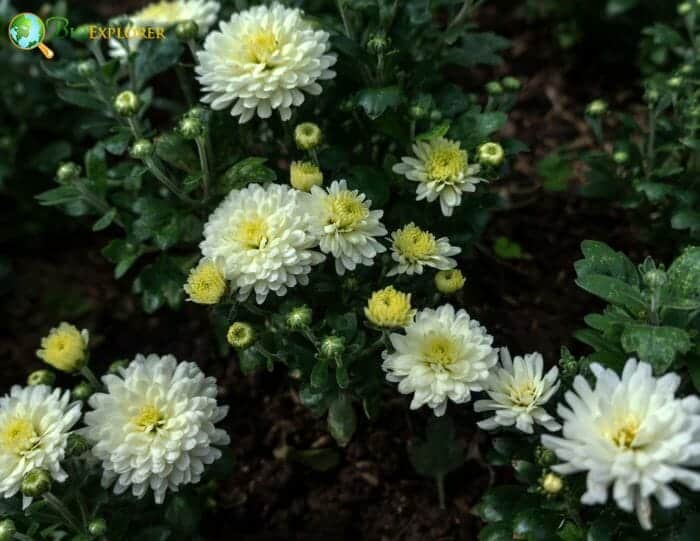 White Mums Flowers